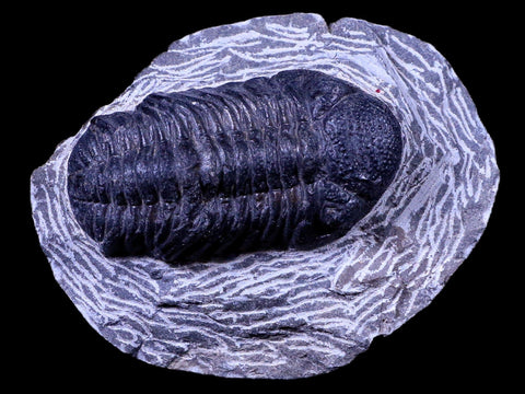 2.1" Phacops Boeckops Stelcki Trilobite Fossil Devonian Age Arthropod Morocco COA - Fossil Age Minerals