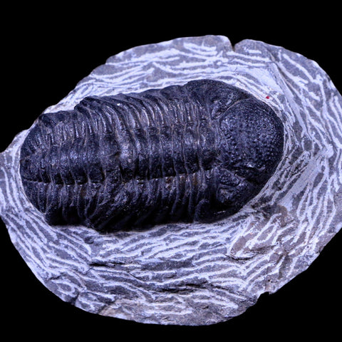 2.1" Phacops Boeckops Stelcki Trilobite Fossil Devonian Age Arthropod Morocco COA - Fossil Age Minerals