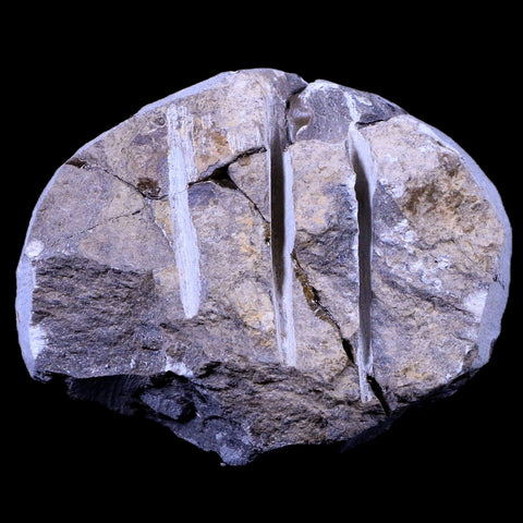 2.1" Phacops Boeckops Stelcki Trilobite Fossil Devonian Age Arthropod Morocco COA - Fossil Age Minerals