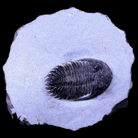 1.7" Metacanthina Issoumourensis Trilobite Fossil Devonian Age 400 Mil Yrs Old COA - Fossil Age Minerals