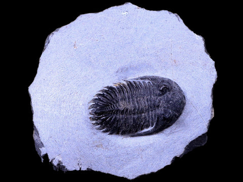 1.7" Metacanthina Issoumourensis Trilobite Fossil Devonian Age 400 Mil Yrs Old COA - Fossil Age Minerals