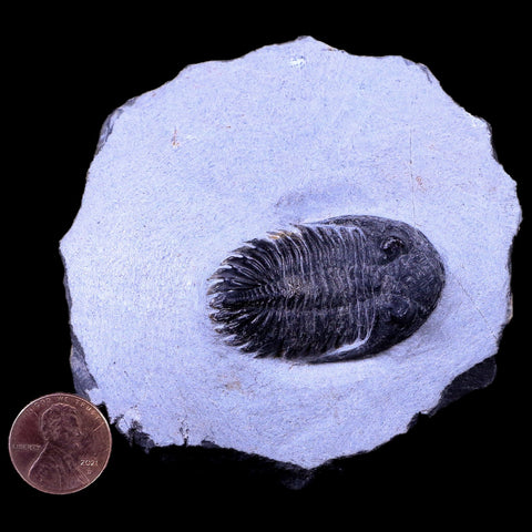 1.7" Metacanthina Issoumourensis Trilobite Fossil Devonian Age 400 Mil Yrs Old COA - Fossil Age Minerals