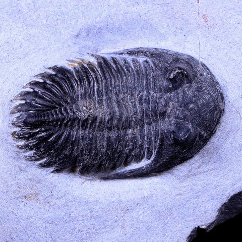 1.7" Metacanthina Issoumourensis Trilobite Fossil Devonian Age 400 Mil Yrs Old COA - Fossil Age Minerals