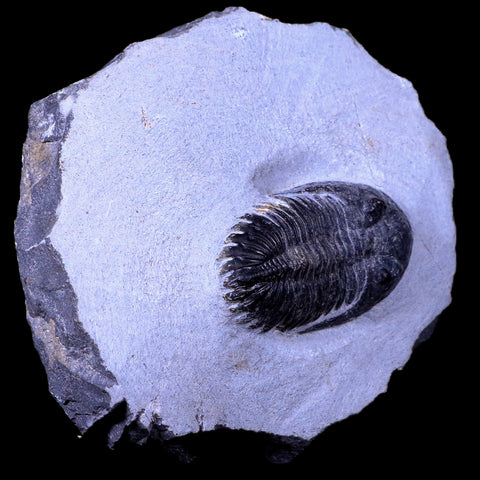 1.7" Metacanthina Issoumourensis Trilobite Fossil Devonian Age 400 Mil Yrs Old COA - Fossil Age Minerals