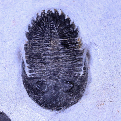 1.7" Metacanthina Issoumourensis Trilobite Fossil Devonian Age 400 Mil Yrs Old COA - Fossil Age Minerals