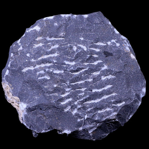 1.7" Metacanthina Issoumourensis Trilobite Fossil Devonian Age 400 Mil Yrs Old COA - Fossil Age Minerals