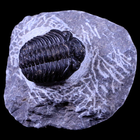 1.3" Phacops Boeckops Stelcki Trilobite Fossil Devonian Age Arthropod Morocco COA - Fossil Age Minerals