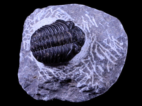 1.3" Phacops Boeckops Stelcki Trilobite Fossil Devonian Age Arthropod Morocco COA - Fossil Age Minerals