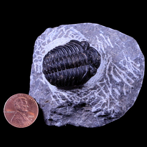 1.3" Phacops Boeckops Stelcki Trilobite Fossil Devonian Age Arthropod Morocco COA - Fossil Age Minerals