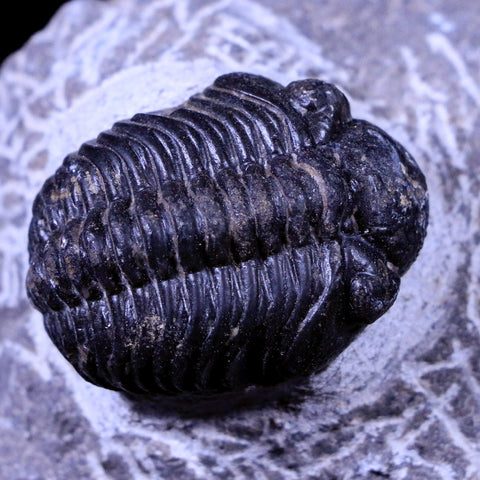 1.3" Phacops Boeckops Stelcki Trilobite Fossil Devonian Age Arthropod Morocco COA - Fossil Age Minerals