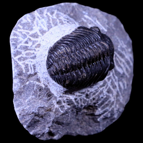 1.3" Phacops Boeckops Stelcki Trilobite Fossil Devonian Age Arthropod Morocco COA - Fossil Age Minerals