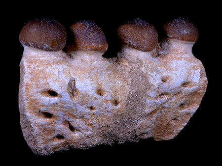 4.2" Globidens Mosasaur Fossil Teeth Jaw Bone Cretaceous Dinosaur Era Tooth COA