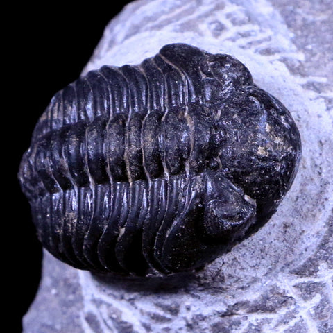 1.3" Phacops Boeckops Stelcki Trilobite Fossil Devonian Age Arthropod Morocco COA - Fossil Age Minerals