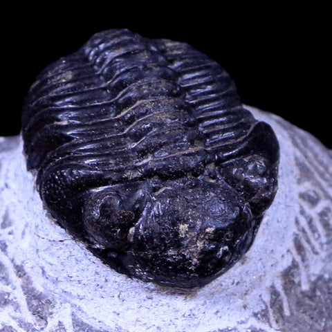 1.3" Phacops Boeckops Stelcki Trilobite Fossil Devonian Age Arthropod Morocco COA - Fossil Age Minerals