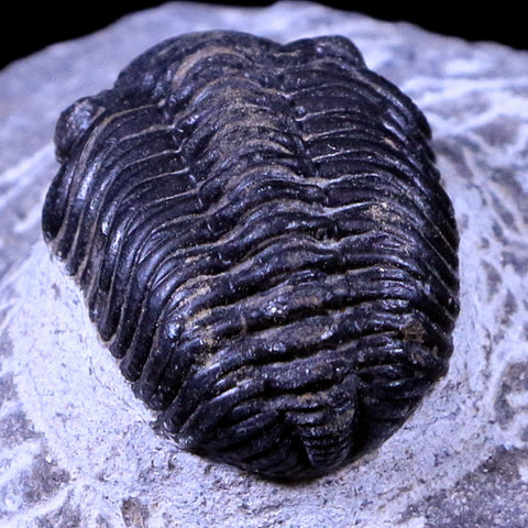 1.3" Phacops Boeckops Stelcki Trilobite Fossil Devonian Age Arthropod Morocco COA - Fossil Age Minerals