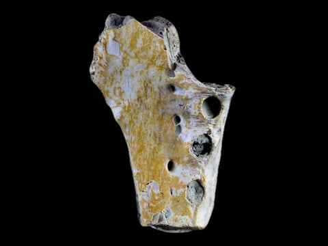 1.8" Crocodile Fossil Jaw Bone Lance Creek FM Wyoming Cretaceous Dinosaur Age - Fossil Age Minerals