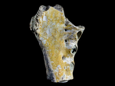 1.8" Crocodile Fossil Jaw Bone Lance Creek FM Wyoming Cretaceous Dinosaur Age - Fossil Age Minerals