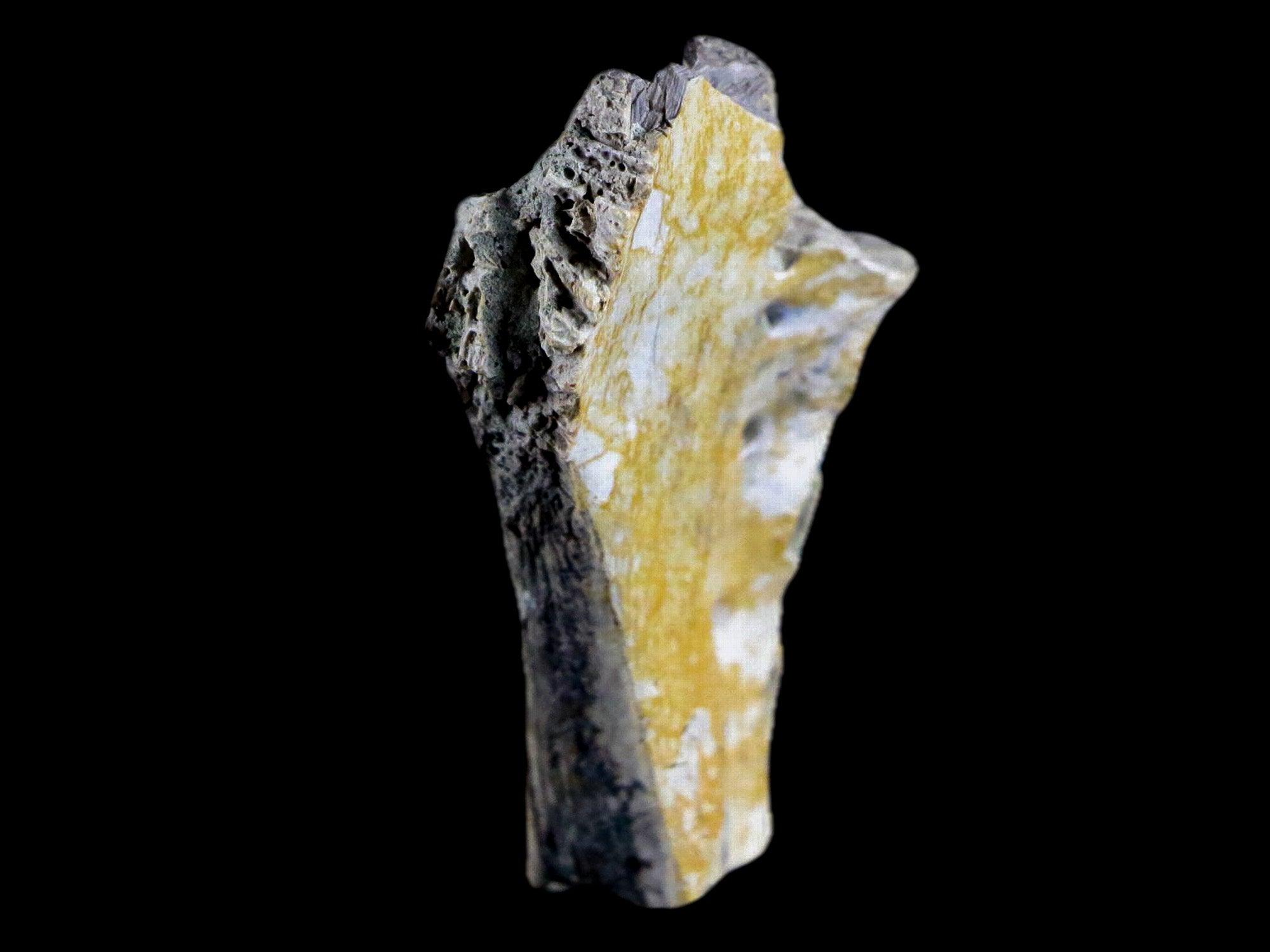 1.8" Crocodile Fossil Jaw Bone Lance Creek FM Wyoming Cretaceous Dinosaur Age - Fossil Age Minerals
