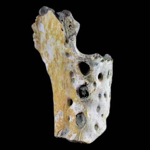 1.8" Crocodile Fossil Jaw Bone Lance Creek FM Wyoming Cretaceous Dinosaur Age - Fossil Age Minerals