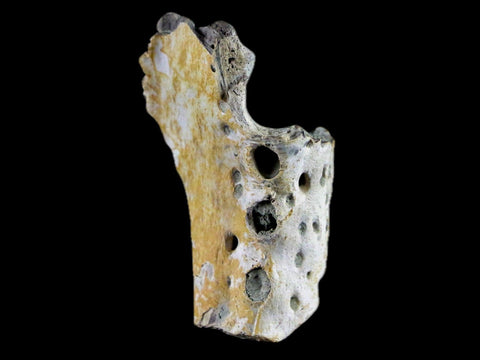 1.8" Crocodile Fossil Jaw Bone Lance Creek FM Wyoming Cretaceous Dinosaur Age - Fossil Age Minerals