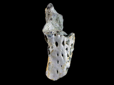 1.8" Crocodile Fossil Jaw Bone Lance Creek FM Wyoming Cretaceous Dinosaur Age - Fossil Age Minerals