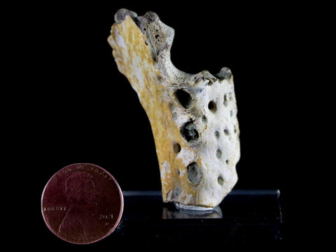 1.8" Crocodile Fossil Jaw Bone Lance Creek FM Wyoming Cretaceous Dinosaur Age - Fossil Age Minerals