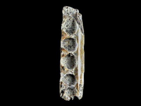 1.6" Crocodile Fossil Jaw Bone Lance Creek FM Wyoming Cretaceous Dinosaur Age - Fossil Age Minerals