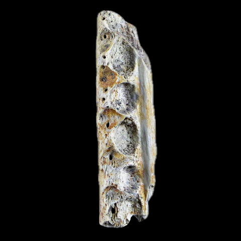 1.6" Crocodile Fossil Jaw Bone Lance Creek FM Wyoming Cretaceous Dinosaur Age - Fossil Age Minerals