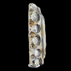 1.6" Crocodile Fossil Jaw Bone Lance Creek FM Wyoming Cretaceous Dinosaur Age