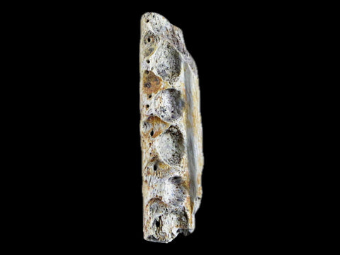 1.6" Crocodile Fossil Jaw Bone Lance Creek FM Wyoming Cretaceous Dinosaur Age - Fossil Age Minerals