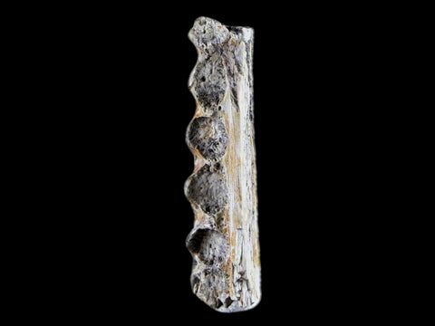 1.6" Crocodile Fossil Jaw Bone Lance Creek FM Wyoming Cretaceous Dinosaur Age - Fossil Age Minerals