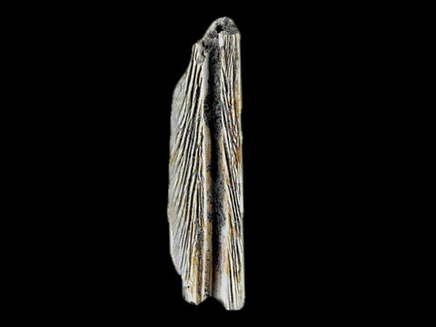 1.6" Crocodile Fossil Jaw Bone Lance Creek FM Wyoming Cretaceous Dinosaur Age - Fossil Age Minerals