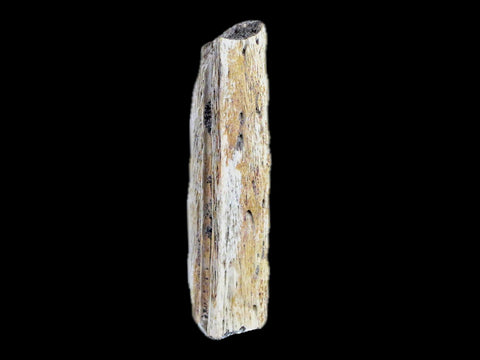 1.6" Crocodile Fossil Jaw Bone Lance Creek FM Wyoming Cretaceous Dinosaur Age - Fossil Age Minerals