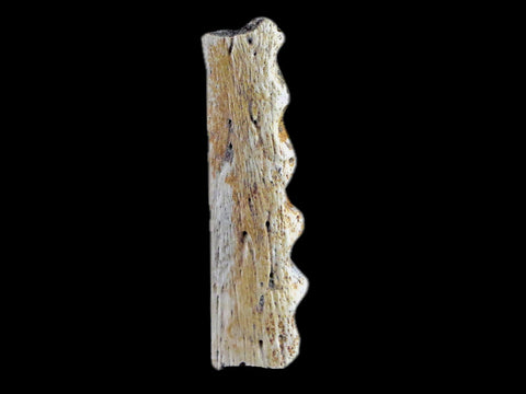 1.6" Crocodile Fossil Jaw Bone Lance Creek FM Wyoming Cretaceous Dinosaur Age - Fossil Age Minerals