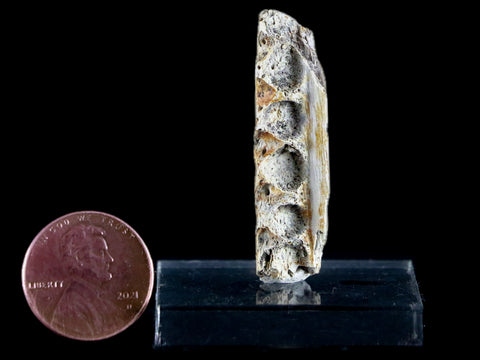 1.6" Crocodile Fossil Jaw Bone Lance Creek FM Wyoming Cretaceous Dinosaur Age - Fossil Age Minerals