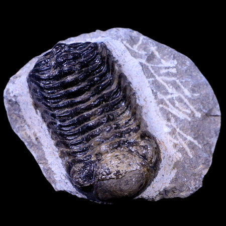1.8" Phacops Boeckops Stelcki Trilobite Fossil Devonian Age Arthropod Morocco COA