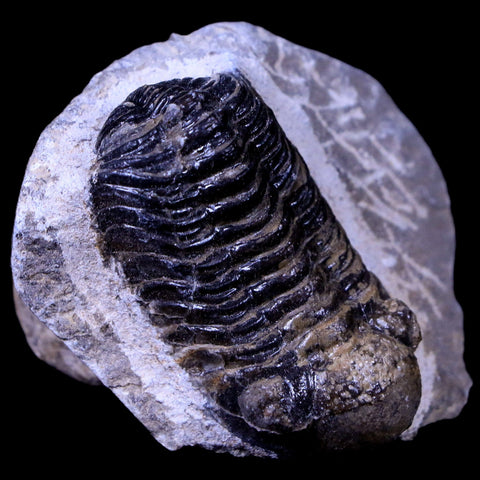 1.8" Phacops Boeckops Stelcki Trilobite Fossil Devonian Age Arthropod Morocco COA - Fossil Age Minerals