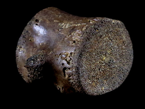 0.9" Champsosaurus Gigas Reptile Vertebra Cretaceous Hell Creek MT COA & Stand - Fossil Age Minerals