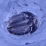 1.1" Elrathia Kingi Trilobite Fossil In Matrix House Range Utah Cambrian Age COA