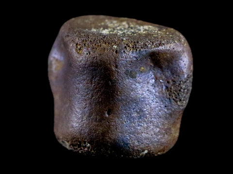 0.9" Champsosaurus Gigas Reptile Vertebra Cretaceous Hell Creek MT COA & Stand - Fossil Age Minerals