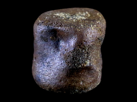 0.9" Champsosaurus Gigas Reptile Vertebra Cretaceous Hell Creek MT COA & Stand - Fossil Age Minerals