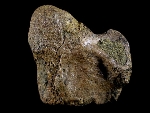1.9" Crocodile Fossil Vertebrae Lance Creek FM Wyoming Cretaceous Dinosaur Age - Fossil Age Minerals