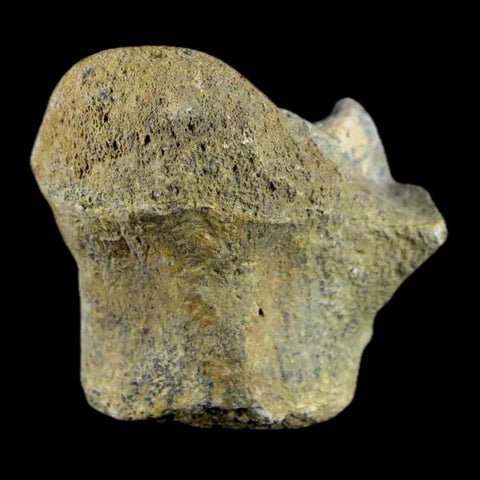 1.9" Crocodile Fossil Vertebrae Lance Creek FM Wyoming Cretaceous Dinosaur Age - Fossil Age Minerals