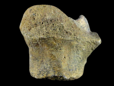 1.9" Crocodile Fossil Vertebrae Lance Creek FM Wyoming Cretaceous Dinosaur Age - Fossil Age Minerals