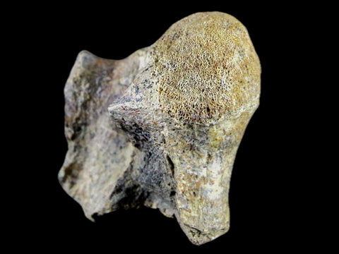 1.9" Crocodile Fossil Vertebrae Lance Creek FM Wyoming Cretaceous Dinosaur Age - Fossil Age Minerals