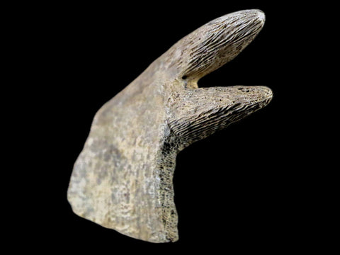 3" Fossil Turtle Shell Ribs Attached Lance Creek Formation WY Cretaceous Age - Fossil Age Minerals