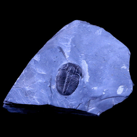 1.1" Elrathia Kingi Trilobite Fossil In Matrix House Range Utah Cambrian Age COA