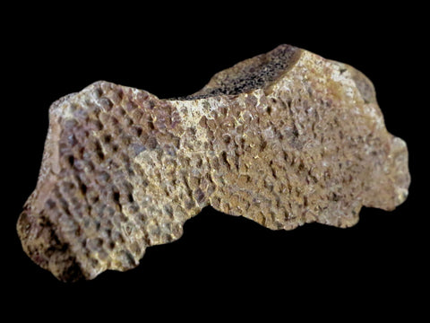 4.4" Fossil Turtle Shell Fossil Specimen Lance Creek Formation WY Cretaceous Age - Fossil Age Minerals