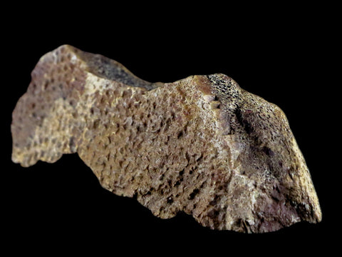4.4" Fossil Turtle Shell Fossil Specimen Lance Creek Formation WY Cretaceous Age - Fossil Age Minerals