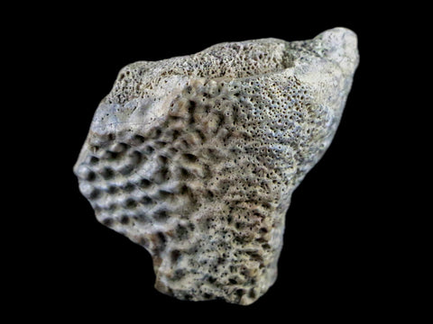 1.5" Fossil Turtle Shell Lance Creek Formation FM Wyoming Cretaceous Age - Fossil Age Minerals
